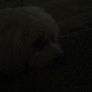 Meet your Posher, Elizbeth